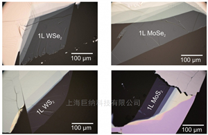 2DNext大(dà)面積機械剝離(lí)單層材料（WSe2, WS2）